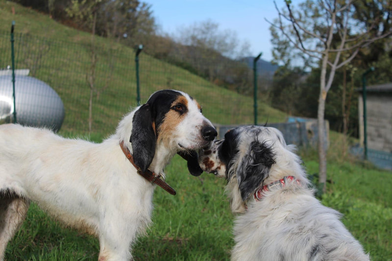 Griffons - SPANISH GRIFFON RESCUE