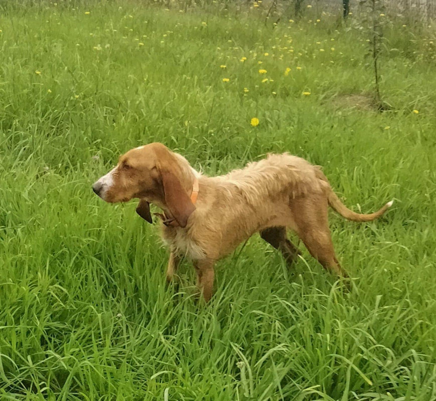 Griffons - SPANISH GRIFFON RESCUE