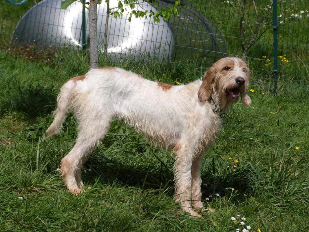 Griffons - SPANISH GRIFFON RESCUE