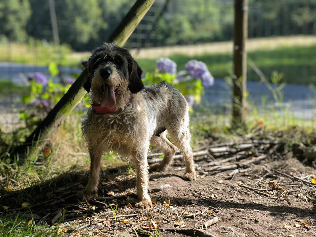 Griffons - SPANISH GRIFFON RESCUE