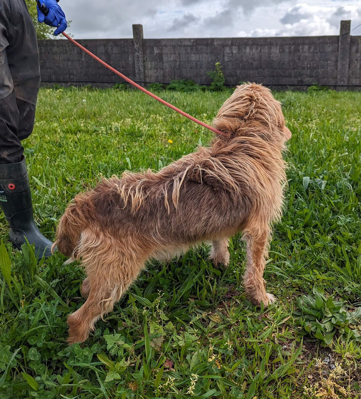 Griffons - SPANISH GRIFFON RESCUE