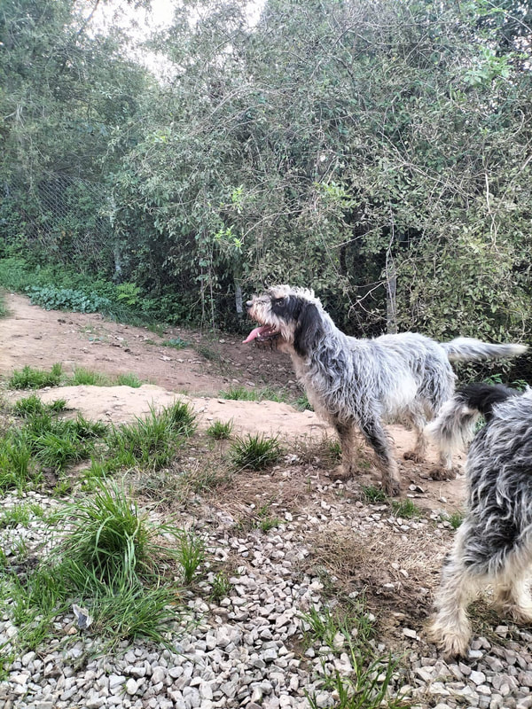 Griffons - SPANISH GRIFFON RESCUE